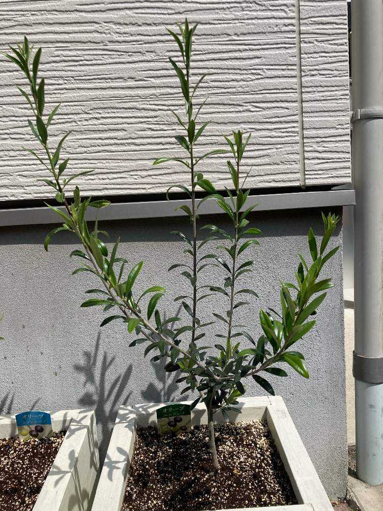 オリーブ エルグレコ Greensnap グリーンスナップ
