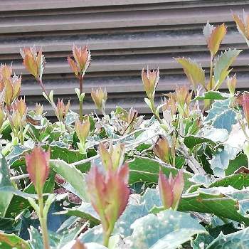 ヒイラギ 柊 の育て方 剪定時期や挿し木の方法は Greensnap グリーンスナップ