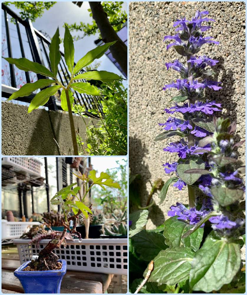 アジュガの投稿画像 By ねこたんぽさん エゴノキとウラシマソウとノブドウとキュンキュン乙女倶楽部と山野草と挿し木と春の季語と季語と空の景色と季語シリーズと実物盆栽と庭木とみどりのまとめとキュンキュン乙女倶楽部no 2と季節感と花のある暮らしと盆栽とテンナン