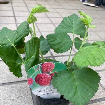 ローガンベリーの投稿画像一覧 Greensnap グリーンスナップ