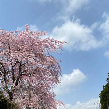 爽やかな景色の画像 by ひみつのアッコちゃんさん | お出かけ先と枝垂れ桜の並木道と爽やかな景色と可愛い花と花のある生活と美しい花と元気な花と美しいフォルムと大好きな花と花を見る喜びと美しい自然と私のお気に入りと地植えの花と我が家の野菜畑と❤️桜リレー♬と『2021桜』フォトコンテスト