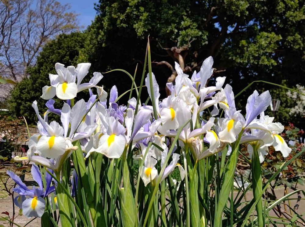 Aito Toyoakeさんの港の見える丘公園への投稿