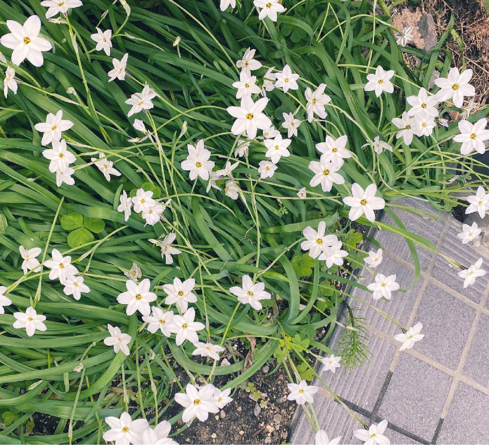 ハナニラの投稿画像 By Kyrtさん 玄関と季節の花とおうち園芸と観賞用と鉢植えと花のある暮らしと季節の花とおうち園芸と観賞用と鉢植えと花のある暮らし 21月4月1日 Greensnap グリーンスナップ Greensnap グリーンスナップ