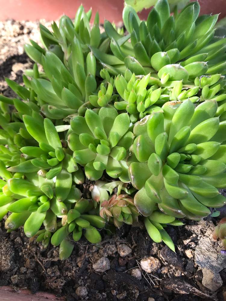 ツメレンゲの投稿画像 By メリーさん 21月4月1日 Greensnap グリーンスナップ