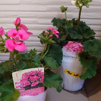 プリティリトルピンクの投稿画像一覧 Greensnap グリーンスナップ