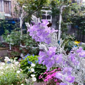 エレモフィラ,シレネユニフローラ,シレネピンクパンサー,花のある暮らし,庭の宿根草の画像