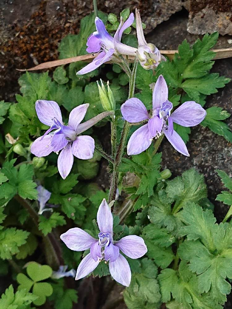 セリバヒエンソウ 芹葉飛燕草 の投稿画像 By ミーコさん 21月4月1日 Greensnap グリーンスナップ