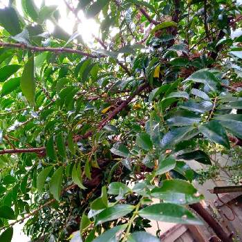 ヒサカキの育て方 植え替え時期や水やりの仕方は Greensnap グリーンスナップ