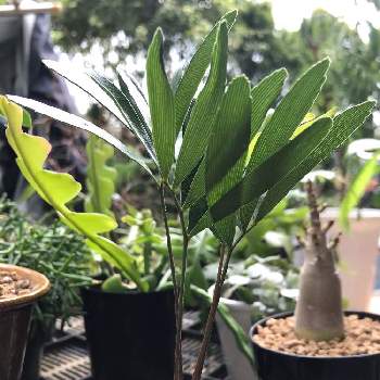 ザミアの育て方 管理する温度や水やりのコツは Greensnap グリーンスナップ