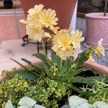 ドーンバレータイムの画像 by Machanさん | セダムとラミウムとレウィシアとドーンバレータイムと寄せ植えと春のお花