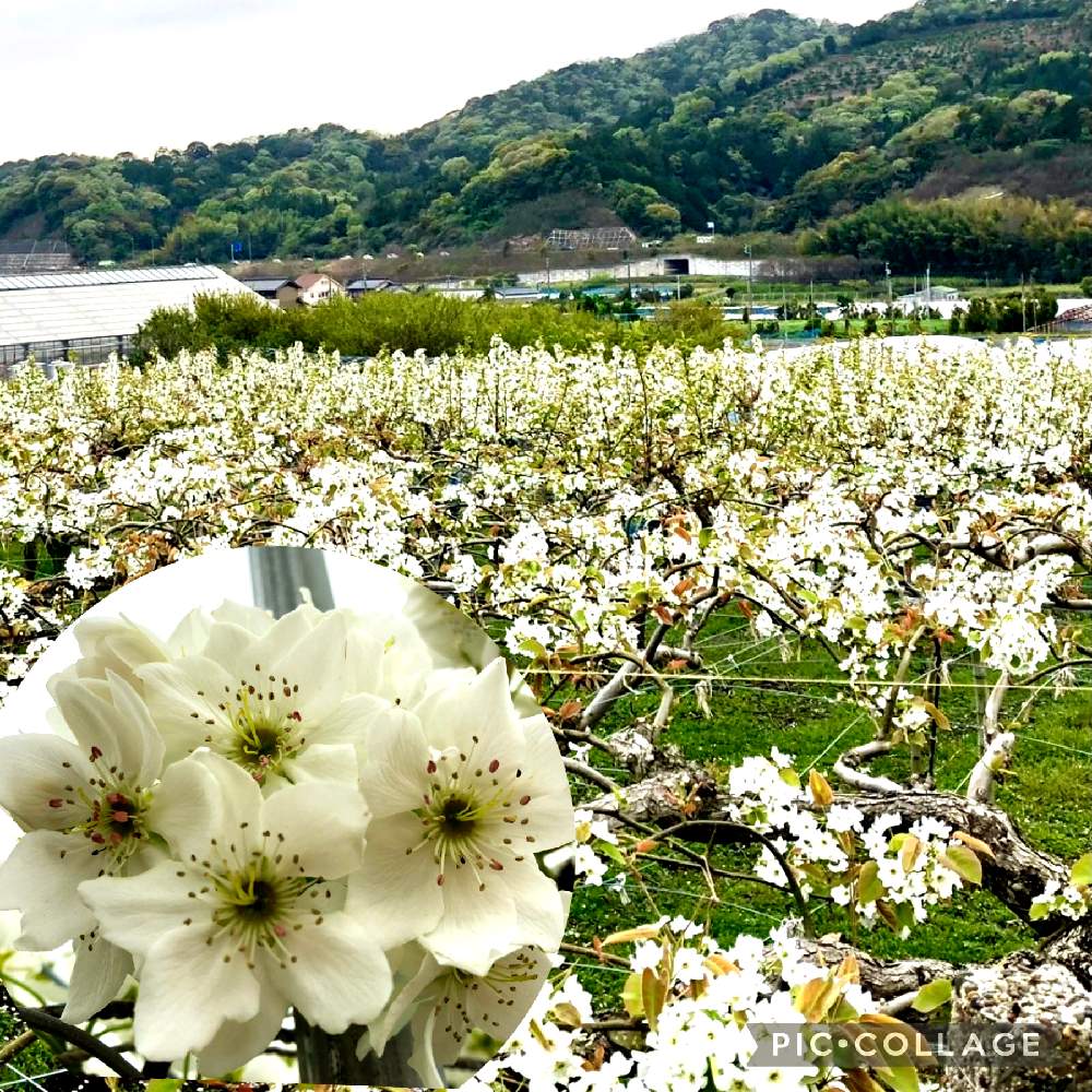 梨の花 の投稿画像 By こつぶさん 癒しときれいとかわいいと白い花と梨畑 21月4月1日 Greensnap グリーンスナップ