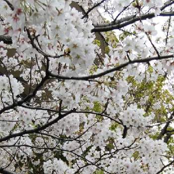 桜・そめいよしのの画像 by ヨッシーさん | お出かけ先と桜・そめいよしのと散歩中