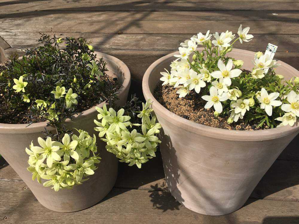 クレマチス・カートマニージョー｜🍀GreenSnap（グリーンスナップ）