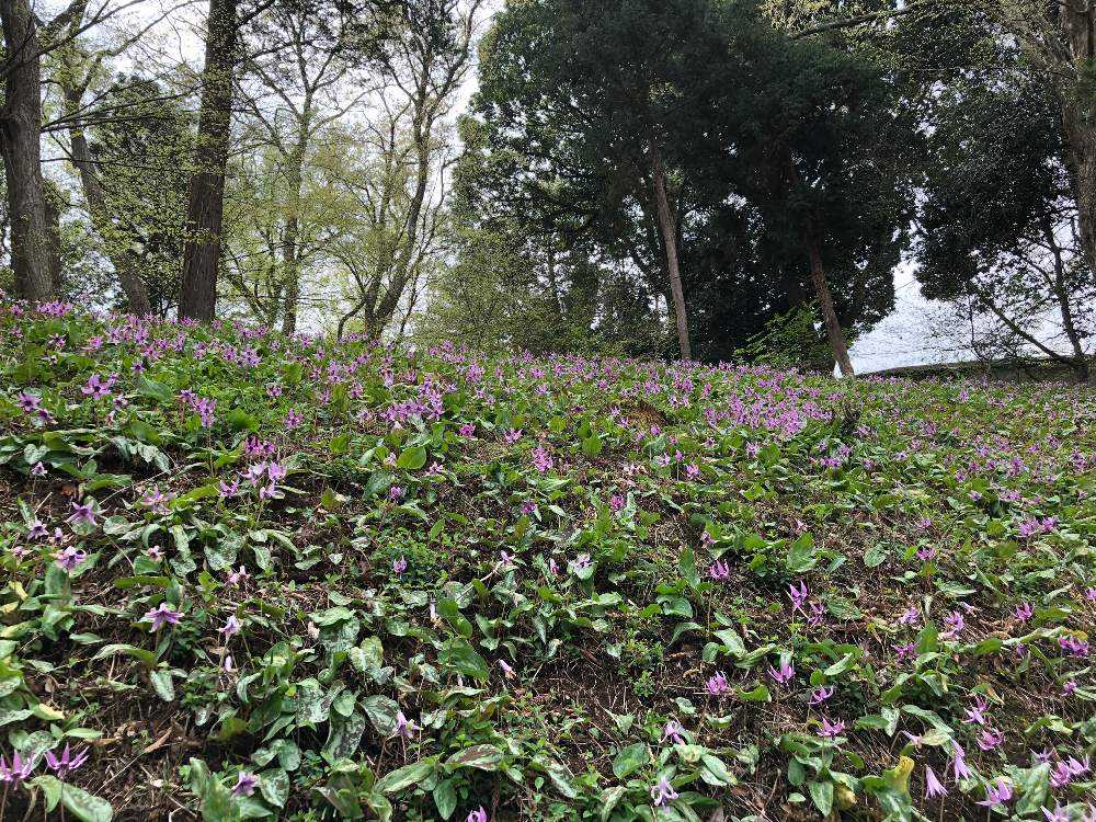 カタクリを楽しんだ後 観音寺の花を見る Greensnap グリーンスナップ