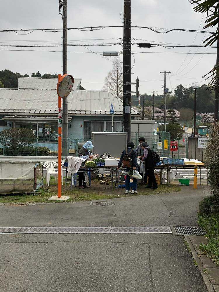 カタクリを楽しんだ後 観音寺の花を見る Greensnap グリーンスナップ