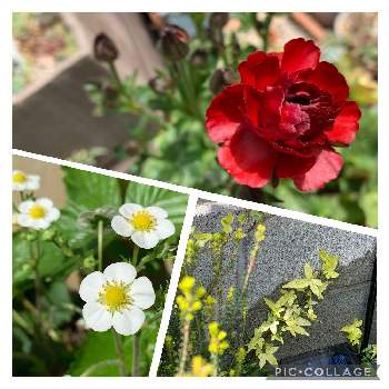 アイビー 白雪姫の投稿画像一覧 Greensnap グリーンスナップ