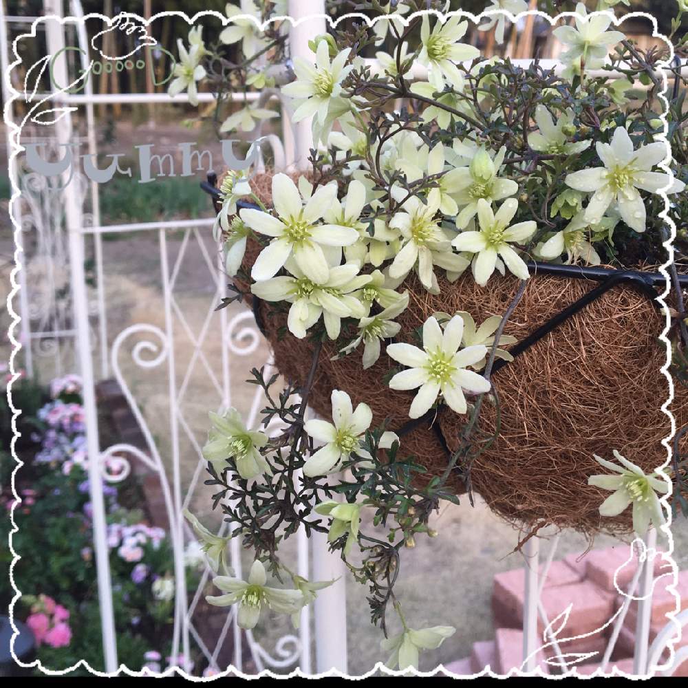 クレマチス ペトリエイの投稿画像 By Lily ゚さん 小さな庭とジョイフル本田とジョイフル本田 21月4月1日 Greensnap グリーンスナップ Greensnap グリーンスナップ クレマチス ペトリエイの投稿画像 By Lily ゚さん 小さな庭とジョイフル本田とジョイフル本田 21月4月1日 Greensnap グリーンスナップ Greensnap グリーンスナップ