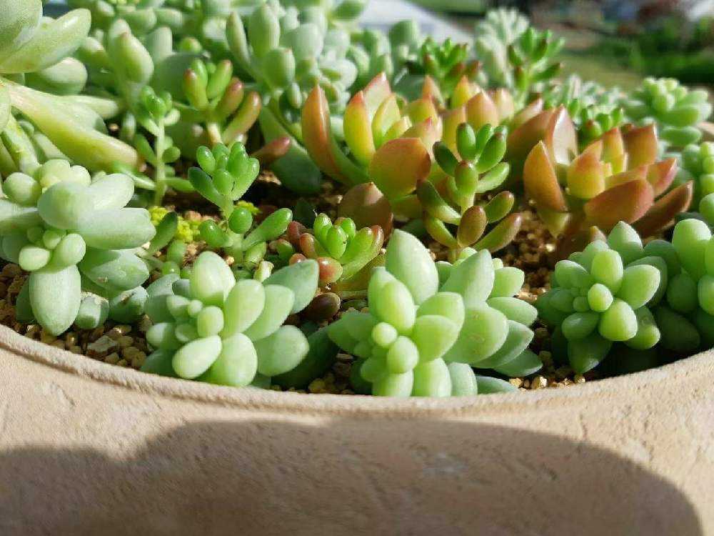 34🌹ビアーポップ ビアホップ 新玉つづり ブリトー｜🍀GreenSnap
