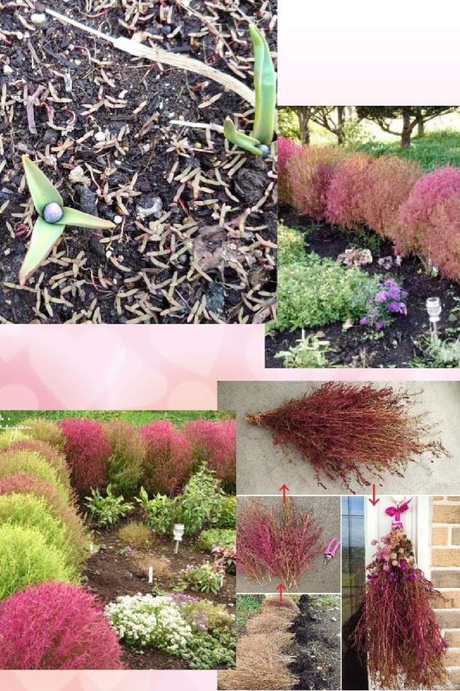 コキア ほうき草 の投稿画像 By ひいやんさん ぽむさんの可愛い子とおうち園芸と北海道とin北海道 21月4月1日 Greensnap グリーンスナップ