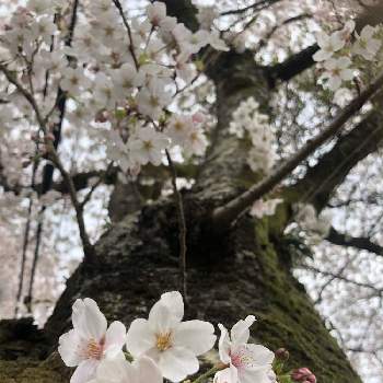 今日はこの子‼︎の画像 by そらみさん | お出かけ先とさくら サクラ 桜と4月と今日はこの子‼︎と春ですね♪とピンクの椿と花のある暮らし