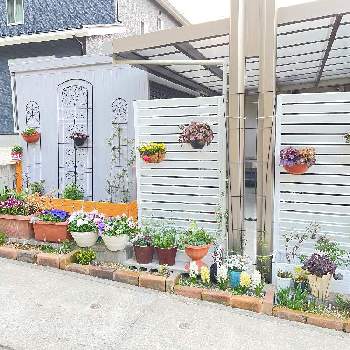 ヒイラギ 柊 の育て方 剪定時期や挿し木の方法は Greensnap グリーンスナップ