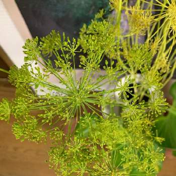 イノンド 蒔蘿 Anethum Graveolens の投稿画像一覧 Greensnap グリーンスナップ