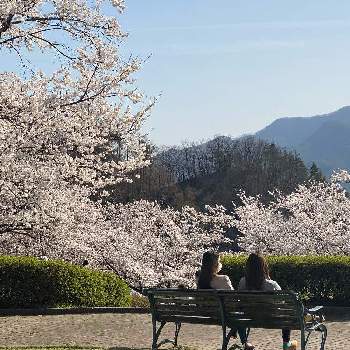 暖かいお日様の下での画像 by ミルクさん | キュンキュン乙女倶楽部とiPhone11Proで撮影と春が来たかなとさくら 桜 サクラと素敵な色と楽しませてくれてありがとうと長野県と暖かいお日様の下でと花のある暮らしとGSアダルトチームと千曲市戸倉キティパークの桜2021