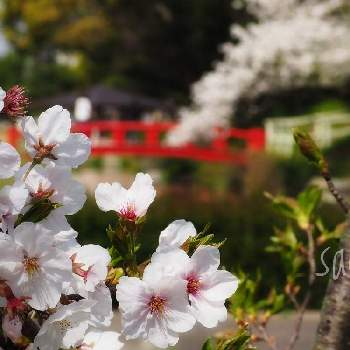 橋のある風景の画像 by sachiさん | さくら サクラ 桜と最前線のあなたへと負けないで！と城跡と橋のある風景と残したい風景と小さな希望とコロナに負けるな！と#最前線のあなたへと希望の輝きと#幸旅と今日の花便りと花のある暮らしと鈴鹿・亀山と『2021桜』フォトコンテスト