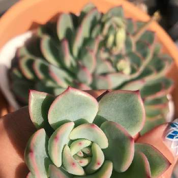 池袋西武鶴仙園の投稿画像一覧 Greensnap グリーンスナップ