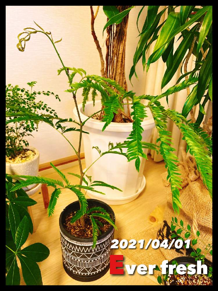 ネムノキの投稿画像 By Yuhekoさん パキラとエバーフレッシュとトネリコとトネリコとフィカス アフリカンプリンスとソングオブジャマイカと観葉植物とエバーフレッシュ と陶器鉢と新メンバーと植中毒と植木鉢 21月4月1日 Greensnap グリーンスナップ