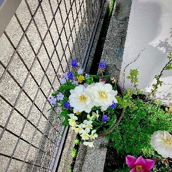 お庭を素敵にしたいの画像 by hinamama ♡さん | 小さな庭とダブルデッカーと『秋植え球根2021』フォトコンテストとビオラ♡と寄せ植えと ムスカリと花壇と 八重咲きチューリップと3年目の庭ともうすぐ四年目のお庭とお庭を素敵にしたい