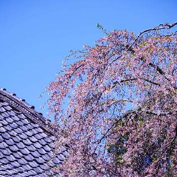 十輪寺の画像 by まるりさん | お出かけ先とサクラとなりひら桜とミラーレス一眼と京都と十輪寺と『2021桜』フォトコンテスト