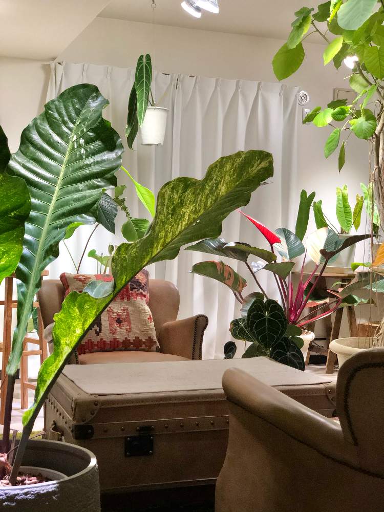 アンスリウムフーケリーの投稿画像 By Guriさん みどりのある暮らしとアンスリウム とボタニカルライフと原種アンスリウムとアンスロード と アンスリウム 原種と植中毒とアンスリウム属とサトイモ 科とジャングル化計画と里芋倶楽部とフィカス ウンベラータと アンスリウムフーケリーの投稿画像 By Guriさん みどりのある暮らしとアンスリウム とボタニカルライフと原種アンスリウムとアンスロード と アンスリウム 原種と植中毒とアンスリウム属とサトイモ 科とジャングル化計画と里芋倶楽部とフィカス ウンベラータと