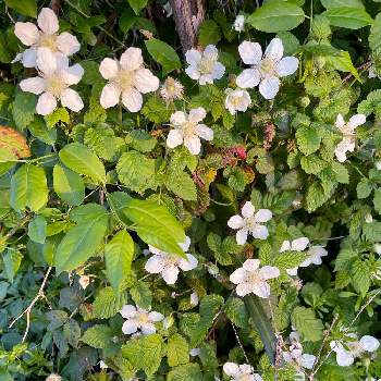 野いちごの花の投稿画像一覧 Greensnap グリーンスナップ
