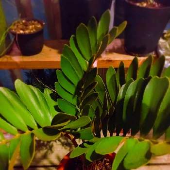 ザミアの育て方 管理する温度や水やりのコツは Greensnap グリーンスナップ