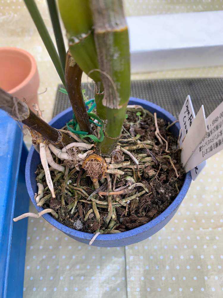 デンドロビウム ノビル系育て方ー3 髙芽植え替え｜🍀GreenSnap