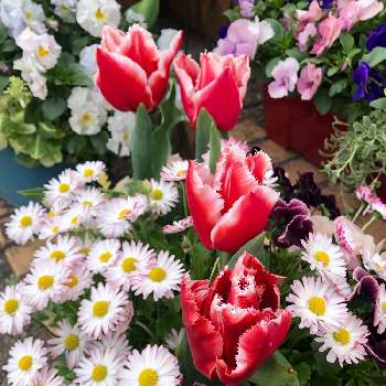 チューリップ カナスタの画像 by サニーさん | エントランスとビオラとデイジーとシレネ・ユニフローラとチューリップ カナスタとチューリップ・カナスタと『秋植え球根2021』フォトコンテストとプランターと紫色の花とおうち園芸と チューリップとバラと夢CLUBと球根とかわぃぃ。とピンクのお花と赤い花と白い花と球根植物と大好きビオラと「パンジー&ビオラ」コンテスト