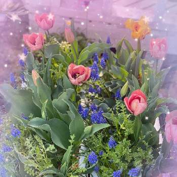 暖かいお日様の下での画像 by ミルクさん | 小さな庭と我が家のブルーなお花たちとキュンキュン乙女倶楽部とiPhone11Proで撮影と㊗️トリトンさん5000picと春が来たかなと青い小さな花マニアと素敵な色と楽しませてくれてありがとうとチーム・ブルーNO.097とMyGardenと長野県と暖かいお日様の下でと花のある暮らしと青い花マニアとGSアダルトチームとチーム・ブルー