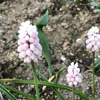 ムスカリ ピンクサンライズの投稿画像一覧 Greensnap グリーンスナップ