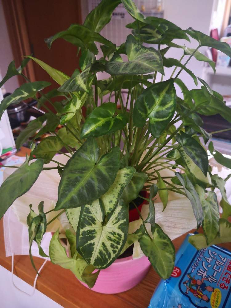 シンゴニウムの投稿画像 By よしおかさん 21月4月2日 Greensnap グリーンスナップ