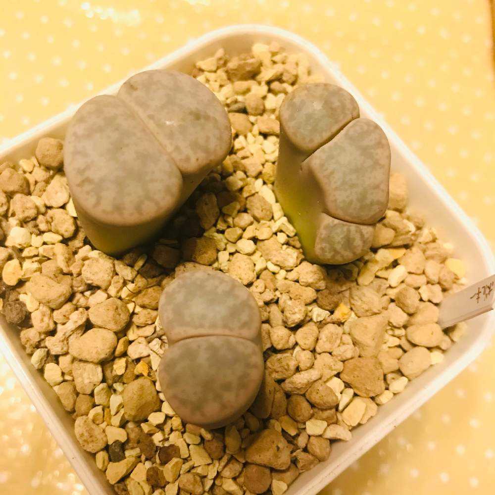リトープス✤個性派のせいくらべ🍀更新2021-03-20|🍀GreenSnap リトープス✤個性派のせいくらべ🍀更新2021-03-20|🍀GreenSnap