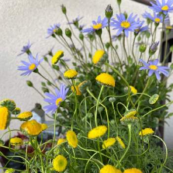 花ホタル の投稿画像一覧 Greensnap グリーンスナップ