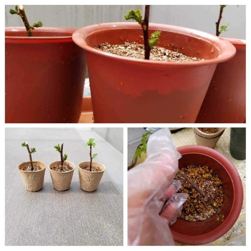 さんしょう 山椒 Greensnap グリーンスナップ
