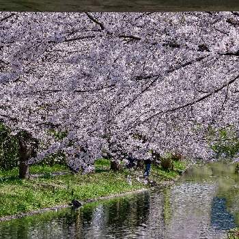ソメイヨシノ・桜の画像 by ひろさんさん | お出かけ先とソメイヨシノ・桜と十石舟と伏見十石船と『2021桜』フォトコンテスト