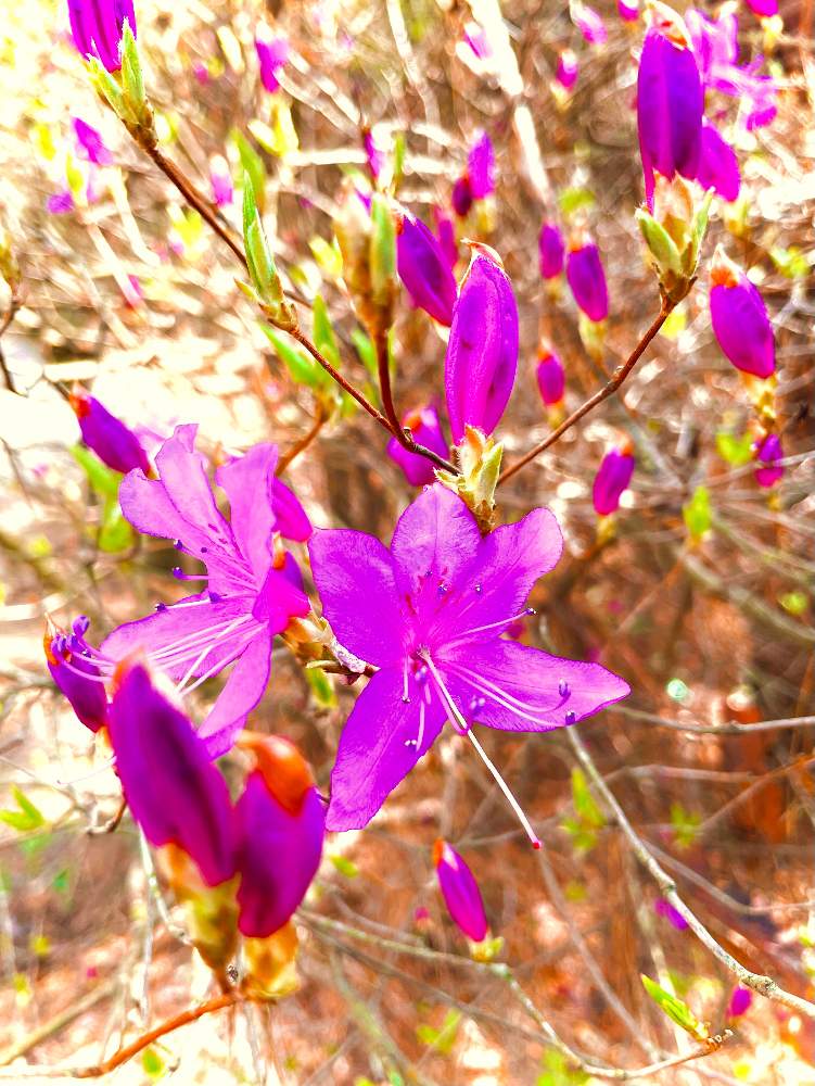 小春日和の投稿画像 By ｃｈｉｅ さん 植物のある暮らしと満開とサツキ と祈りを込めてと良い色 と今日のお花とkire I とお目覚めと花のある暮らしと ツツジと優し咲き 21月4月2日 Greensnap グリーンスナップ