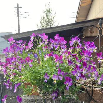 ビオラ ラビットの画像 by rabeさん | 小さな庭とビオラとビオラ ラビットと紫の花とiPhone撮影と柏市