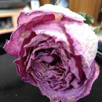 乾燥したバラの投稿画像一覧 Greensnap グリーンスナップ