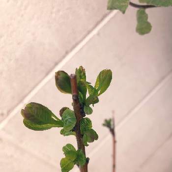 スモークツリー ピンクパールの投稿画像一覧 Greensnap グリーンスナップ