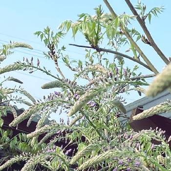 藤の花の蕾の画像 by あびるさん | 小さな庭と藤の花の蕾