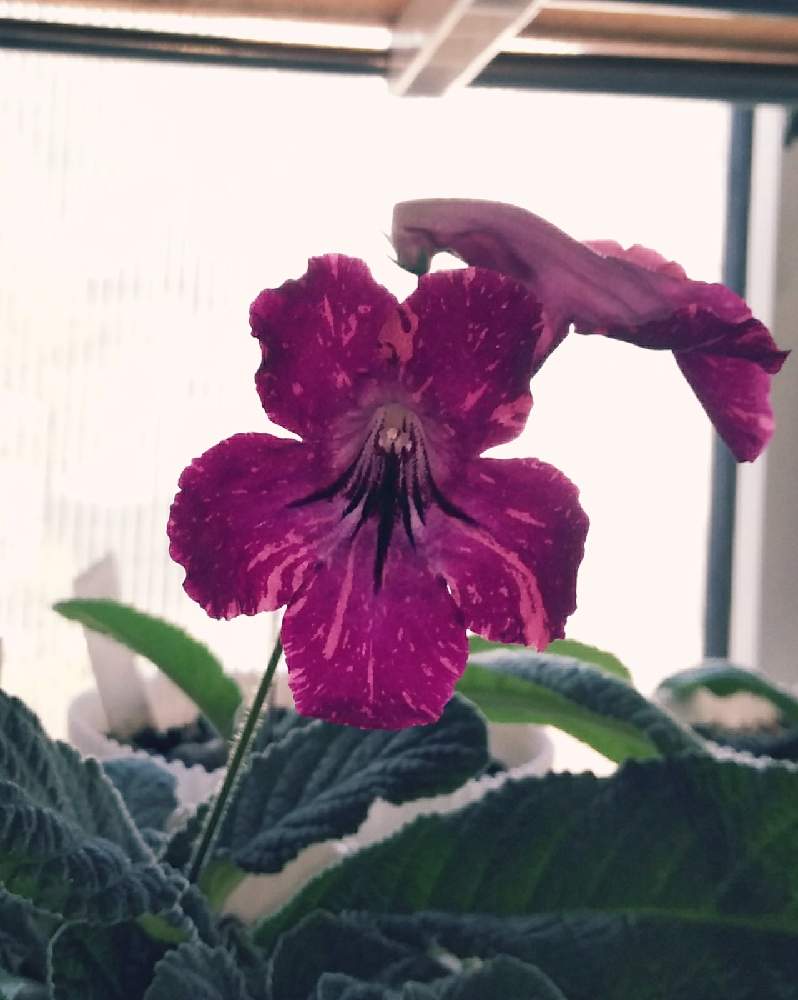 ストレプトカーパスの投稿画像 By 蘭菊 さん ストレプトカーパス スペースダストと窓辺と赤穂ジェスネリアードとgs映えとおうち園芸と植中毒と ストレプトカーパス記録用と北海道からと花のある暮らしとイワタバコ科と赤穂ジェスネリアードとgs映えとおうち園芸と植